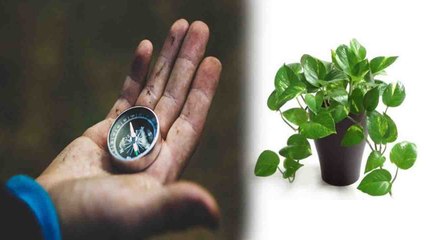 Money Plant: Direction in House | सही दिशा में नहीं रखा है मनीप्लांट, तो हो सकता है नुकसान | Boldsky