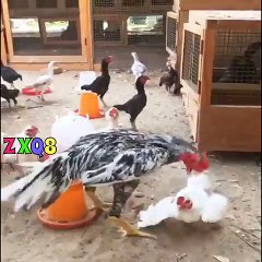 مرغ نے چھوٹے مرغ کو مارا