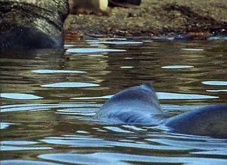 David Attenborough - Élet A Fagyban E03 - Verseny A Szaporodásért