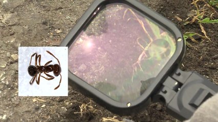 잇단 붉은불개미 발견, 국내 정착 신호탄? / YTN