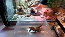[Gecko léopard]: Quelques nouvelles sur la reproduction