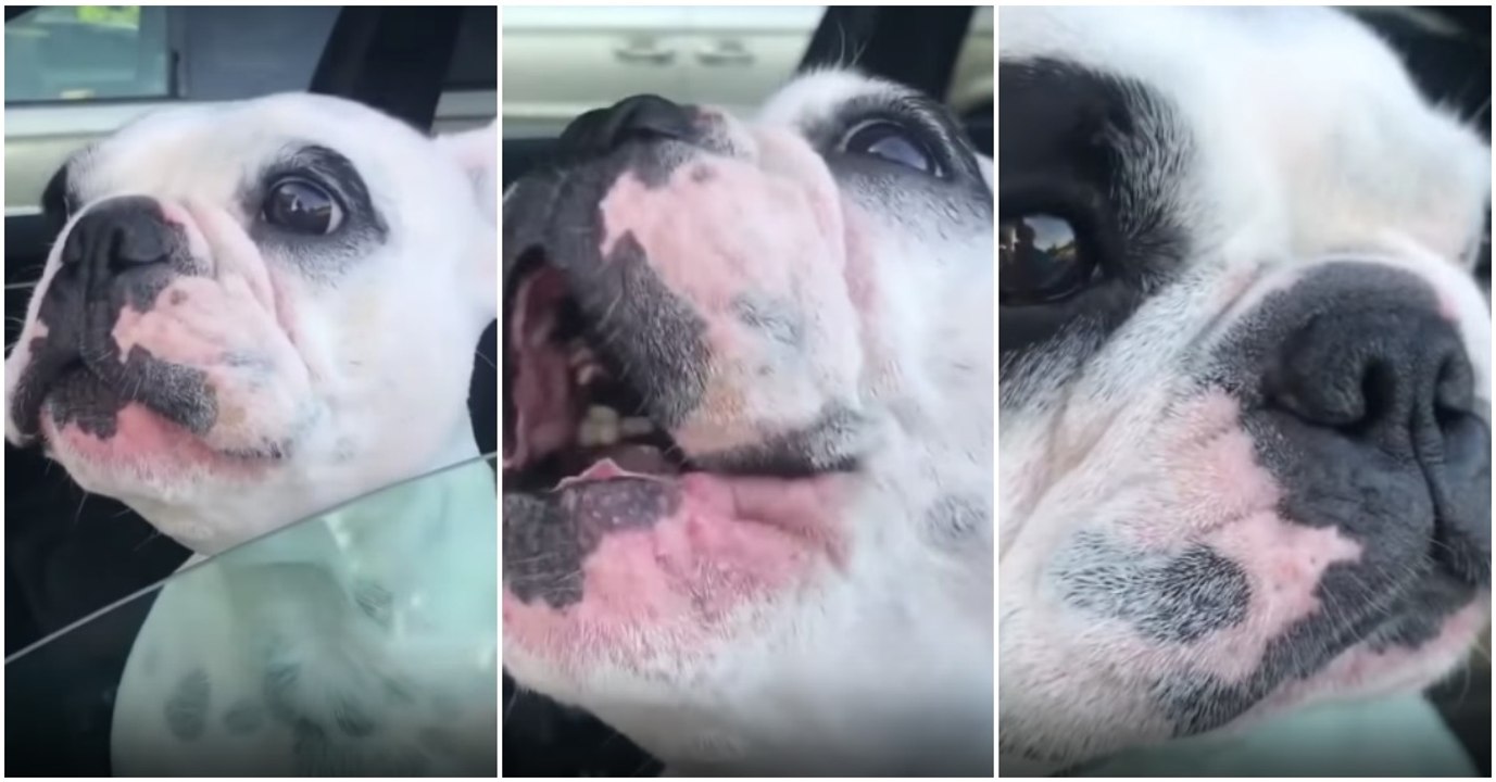 Cão canta ópera melhor que muita gente... uma espécie de Luciano Pavarotti canino!