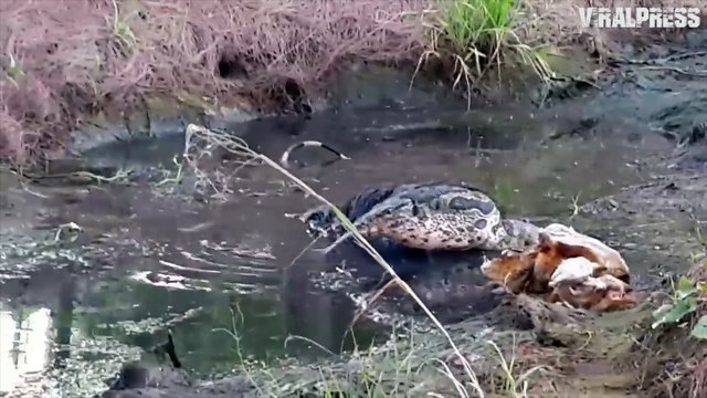 Dogs Amazed By Swamp Lizard