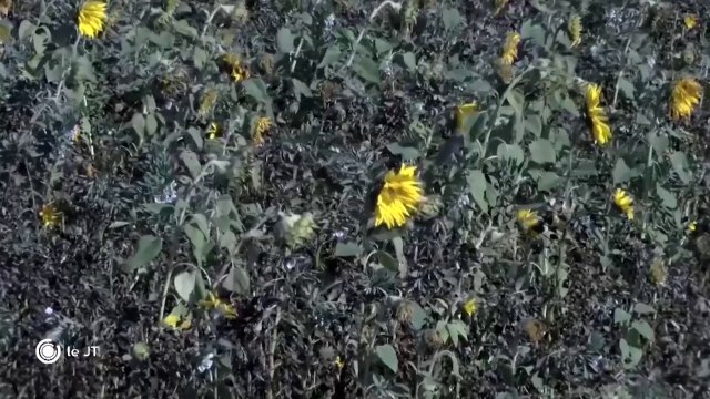 POLITIQUE/ Glyphosate: Les 4 députés LREM absents lors du vote - 01/06/2018