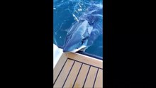 Ce requin prend ce bateau pour de la nourriture
