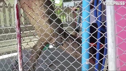 Monitor Lizard Stuck On Gate Rescued