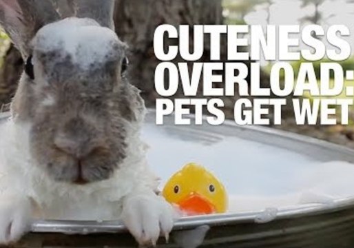 Rub-A-Dub-Dub, Animals in the Tub