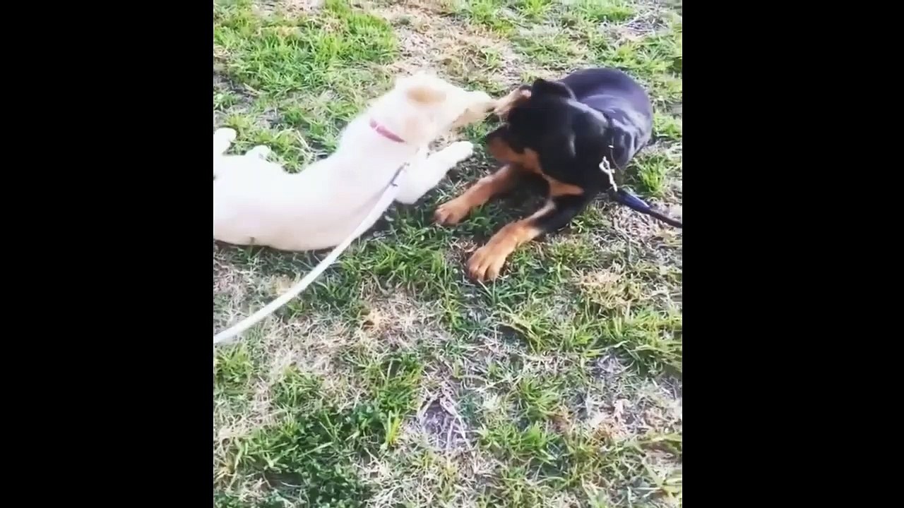 Check How These German Shepherds Are Getting Trained