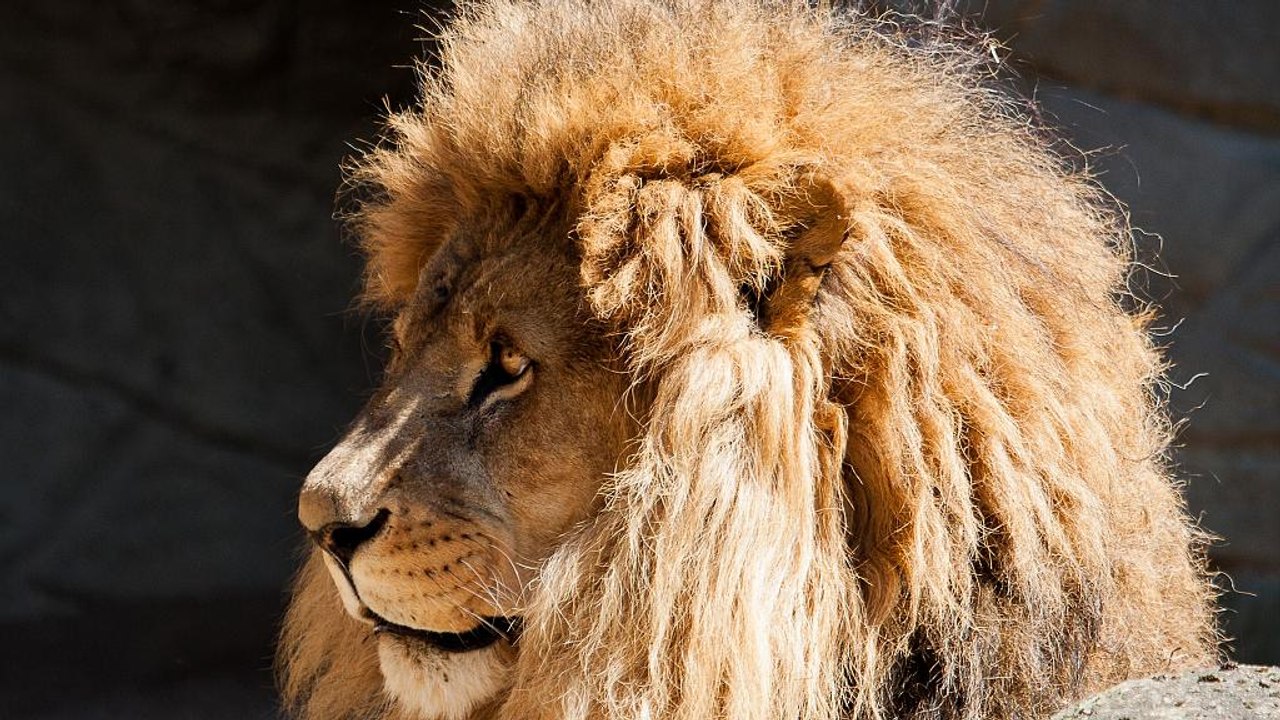 Fehlalarm im Eifel-Zoo: Raubtiere hatten Gehege doch nicht verlassen