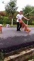 ip atlayan köpekler