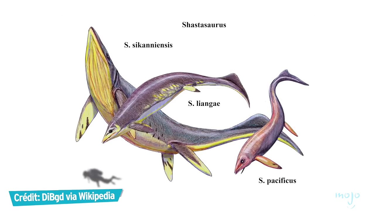 TOP 10 des MONSTRES MARINS les plus TERRIFIANTS !