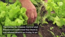 Four New Deaths Reported From E. Coli Lettuce Outbreak