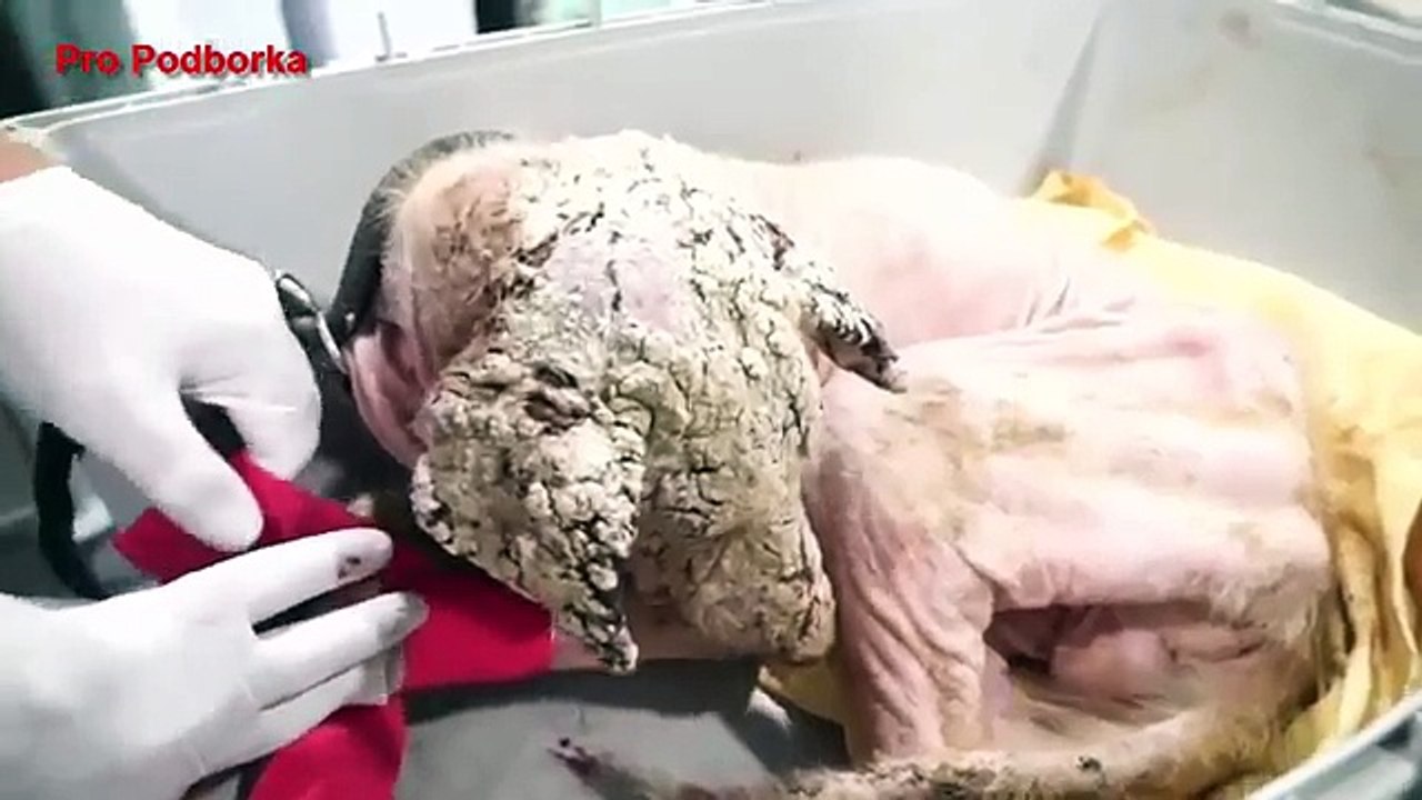 Real Life Heroes ★ Try To Watch This Without Crying ★ good deeds