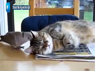 Oruçlu Kediyle Uğraşan Kuş :)