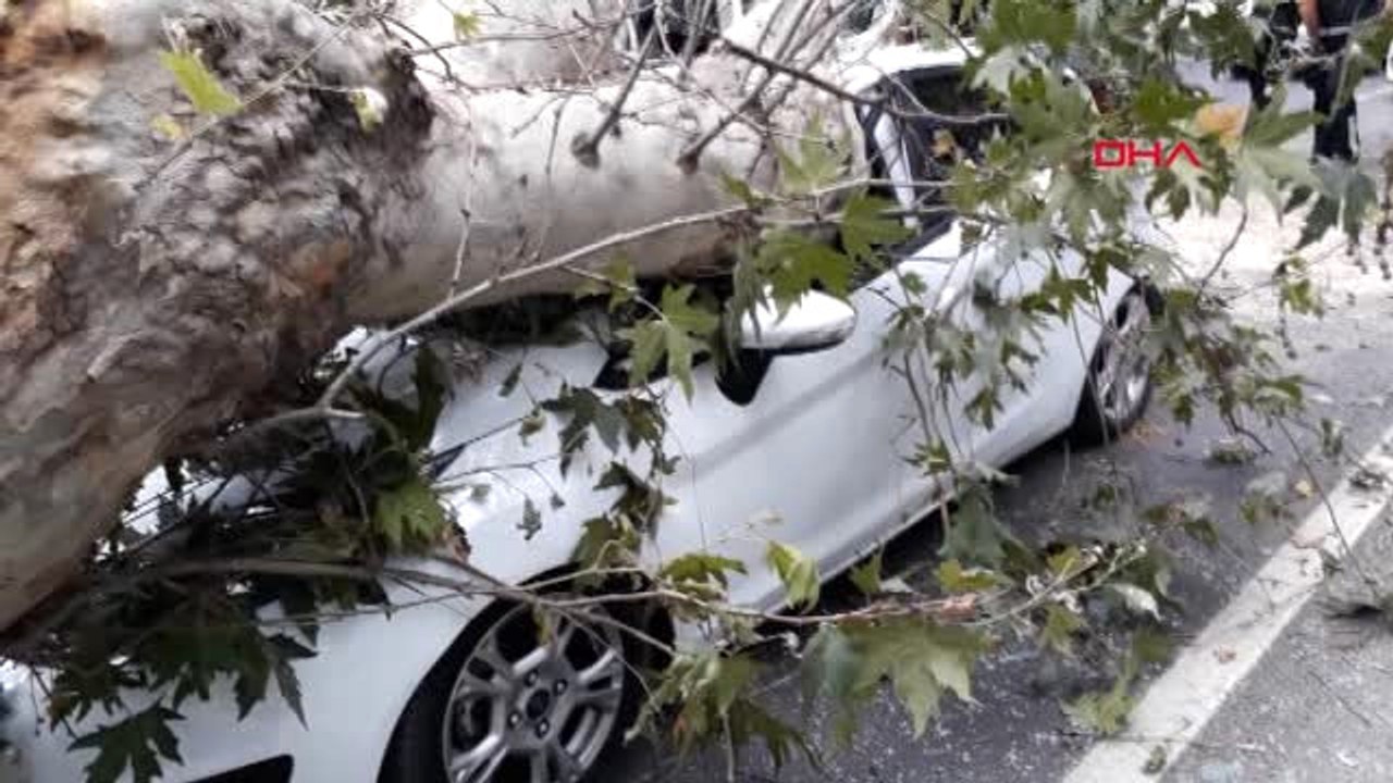 İzmir Ağaç Otomobilin Üzerine Devrildi