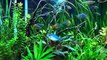 How to take care of a planted tank: Lights, dosing fertilizers, Pressurized CO2,water changes