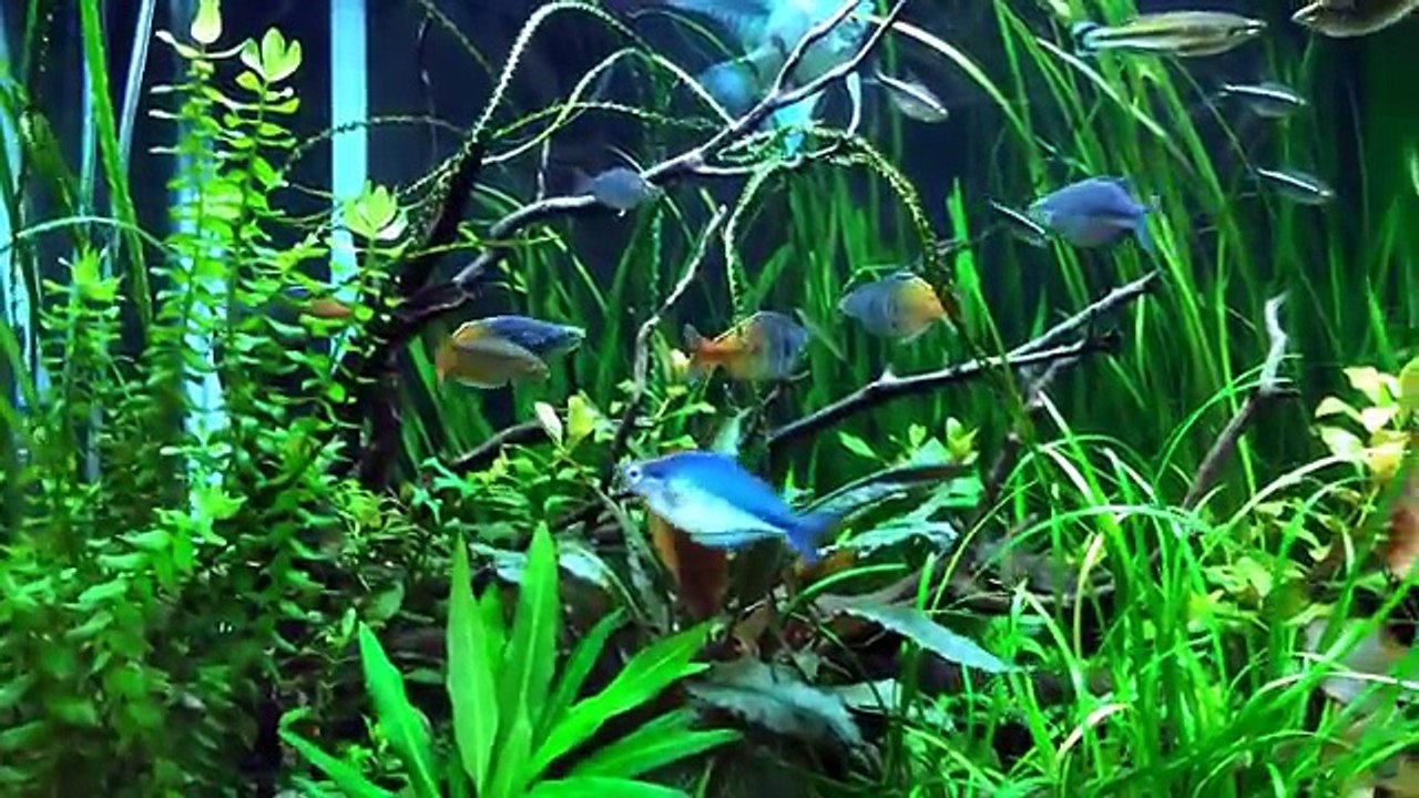 How to take care of a planted tank: Lights, dosing fertilizers, Pressurized CO2,water changes
