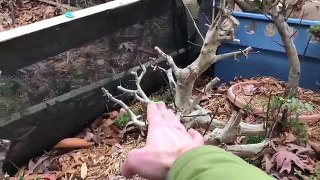 How to Winterize Your Bonsai 2016