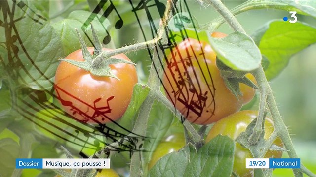 Dossier : de la musique pour faire pousser les plantes ?