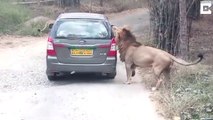 Les safaris en voiture ce n'est pas toujours simple surtout pour les voitures