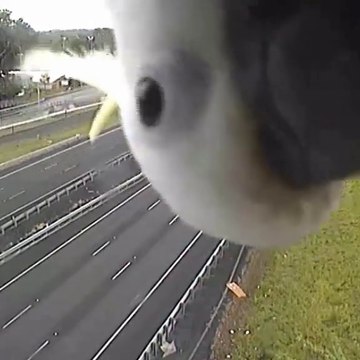 Un perroquet curieux s'incruste sur une caméra de surveillance de l'autoroute