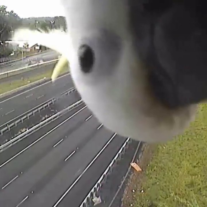 Un perroquet curieux s'incruste sur une caméra de surveillance de l'autoroute