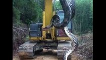 Sur un chantier, ces ouvriers découvrent un anaconda de 10 mètres