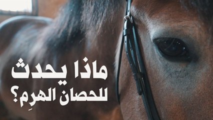 ماذا يحدث للحصان عندما يهرم؟