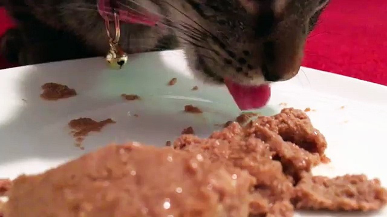 Cute Kitten Eating Dinner ASMR Sounds