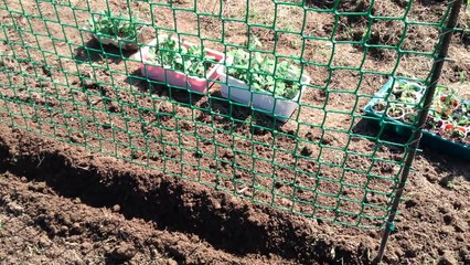 55.Посадка гороха на сетке.