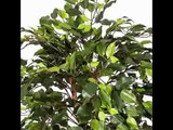 [- Homescapes 4 Feet Green Ficus Tree With Real Wood Stems and Lifelike Leaves Replica Artificial P