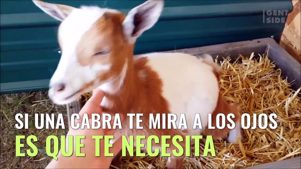 El secreto de los ojos de cabra