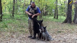 Training a German Shepherd, a Malinois, a Cattle Dog | Teaching tricks
