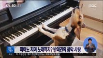 [별별영상] 피아노 치며 노래까지? 반려견의 음악 사랑