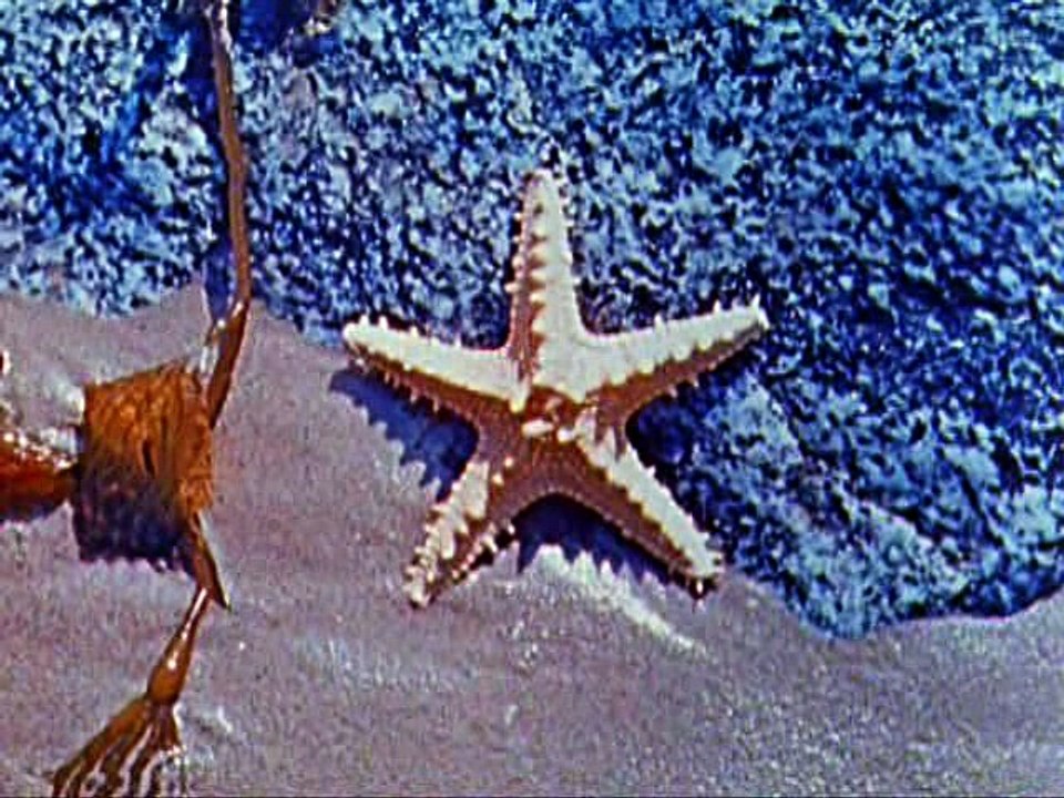 Donald Duck - Donald in Mathmagic Land  (1959)