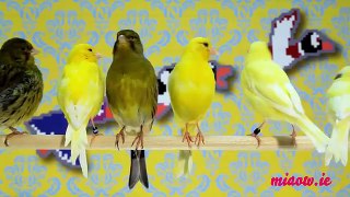 Telekat: videos for cats to watch! Canaries! Budgies! Finches! Cats!!
