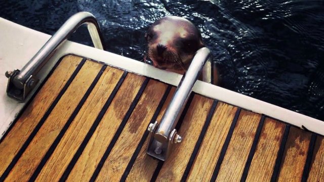 Injured sea lion pup desperate for help jumps onto boat