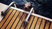 Injured sea lion pup desperate for help jumps onto boat