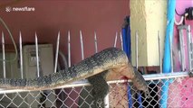 Animal handlers rescue monitor lizard stuck on gate