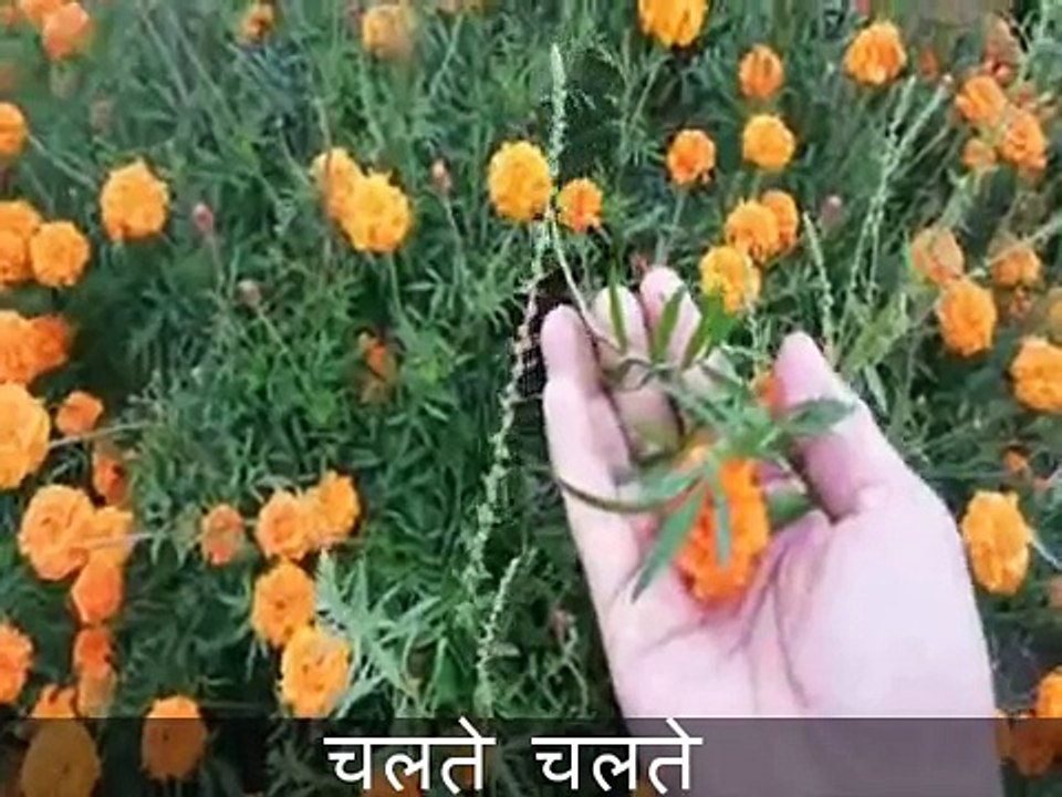 लुकोरिया और सफ़ेद पानी में लाभकारी घरेलु नुस्खा