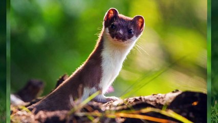 Simbas Magic Roar Explained