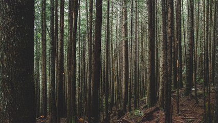 These Hungry Trees Will Eat Whatever Stands In Their Way