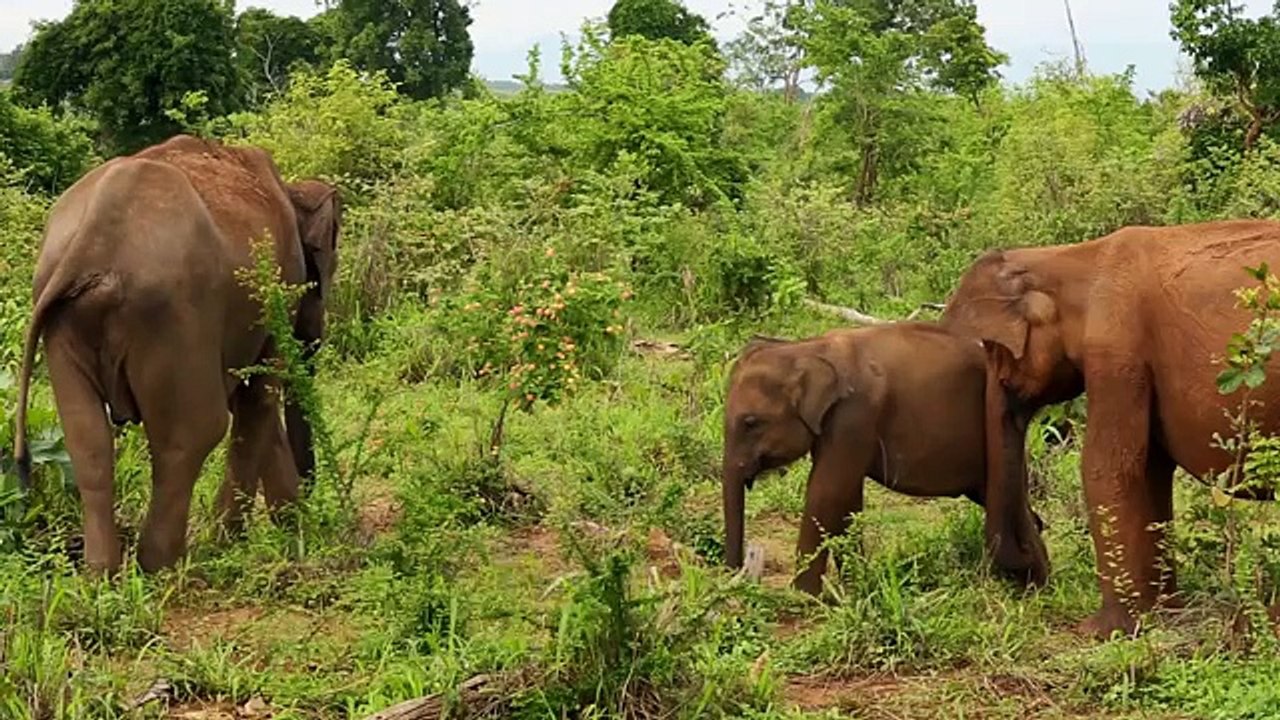 Animals for Kids | Top 20 Best Animals Videos for Children | Learn Animals Names
