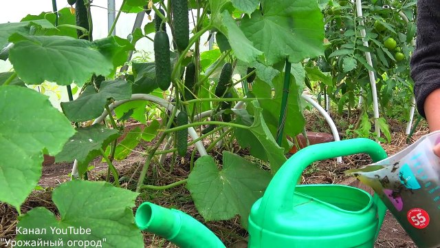 В 10 РАЗ БОЛЬШЕ ОГУРЦОВ ТОЛЬКО С ЭТИМИ ПОДКОРМКАМИ!!!