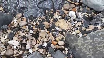 Asmr/ Whispering Fossil Collection