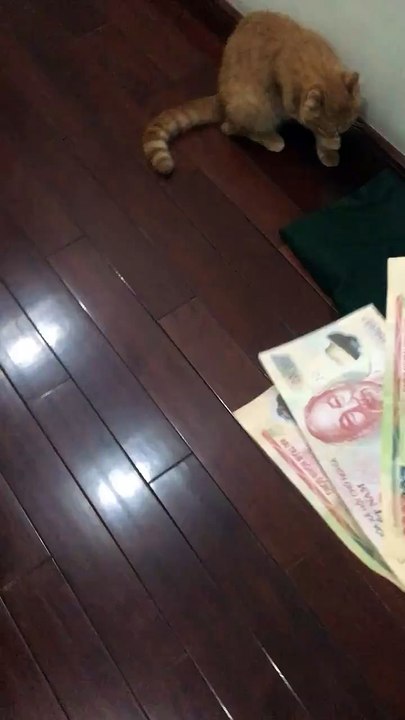 My Cat Likes To Eat Money