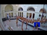 Rangka Dinosaurus Baru Hadir di Salah Satu Museum di Chicago - NET 12