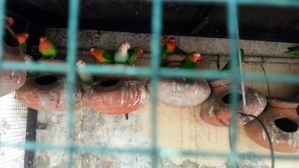 My love birds colony by Best video channel