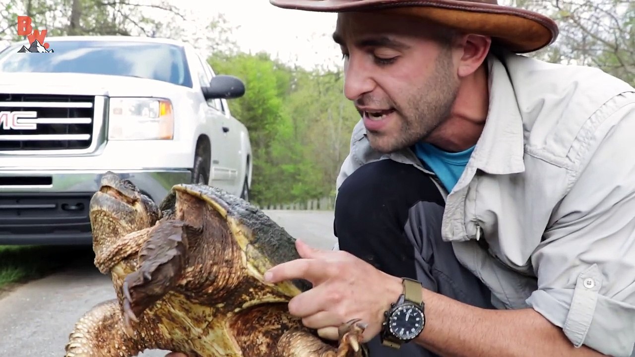 STOP! Save this Turtle?