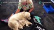 Anjing melahirkan 8 ekor anak anjing di bandara Tampa - TomoNews